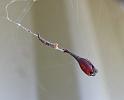 Arachnura_higginsi_D5961_Z_88_Donnelly River_Australie